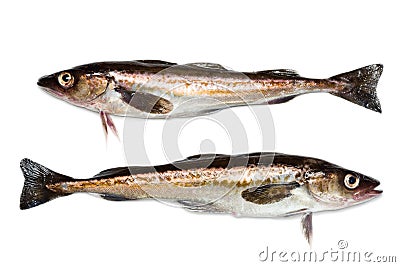 Freshly caught alaska pollock fish Stock Photo