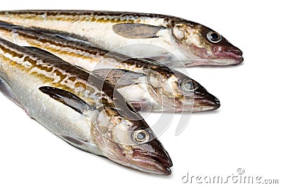 Freshly caught alaska pollock fish Stock Photo