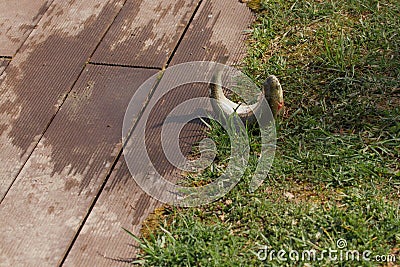 Freshly caught, fresh fish, trout wriggle on the grass. Stock Photo