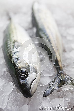 Freshly caught mackerel Stock Photo