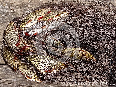 Freshly caught river rudd fishes on wooden background. Just caught rudd lying on fishing net. Stock Photo