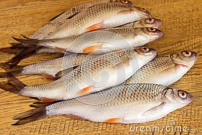 Freshly caught roach fish lies on a wooden surface. Stock Photo