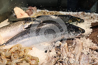Freshly caught salmon fish or Salmo salar next to European squids Loligo vulgaris and striped prawns on the stall in the Stock Photo