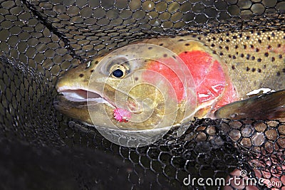 Steelhead trout in net with fly in mouth Stock Photo