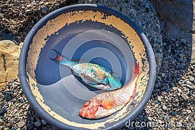 Freshly caught vivid blue and red tropical fish in old dish, Barahona, Dominican Republic Stock Photo
