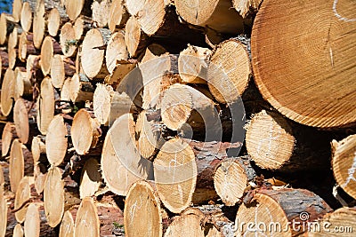 Freshly chopped tree logs Stock Photo