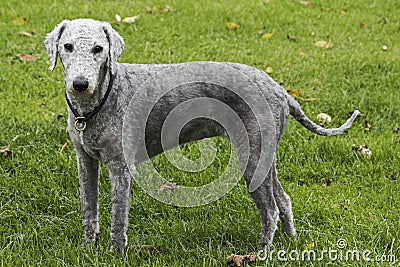 Freshly clipped Bedlington terrier Stock Photo