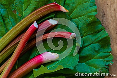 Freshly cut garden rhubarb on slug damaged rhubarb leaves against a wood background. Close up, copy space Stock Photo