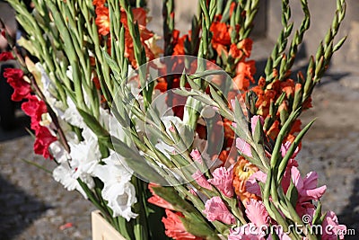 freshly cut gladiolus flowers at the summer market Stock Photo