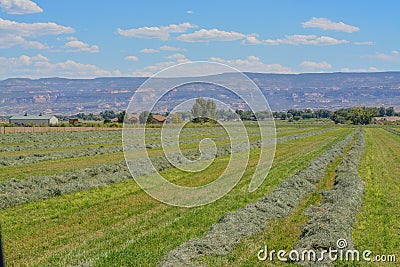 Freshly cut hay ready to be baled, for the livestock near Grand Junction, Colorado. Stock Photo