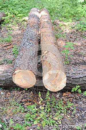 Freshly cut logs of tree trunks with bark in a forest risking deforestation and ecological disaster Stock Photo