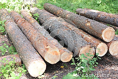 Freshly cut logs of tree trunks with bark in a forest risking deforestation and ecological disaster Stock Photo