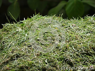 Freshly cut pile of grass clippings or cuttings, mown lawn or ga Stock Photo