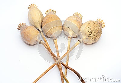 Freshly Dried Long Stem Poppy Pods Dried papaver poppy heads with pile of poppy seeds isolated on white Stock Photo