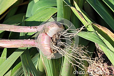 Freshly dug gladiolus corm with roots Stock Photo
