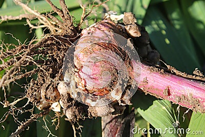 Freshly dug gladiolus corm with roots Stock Photo