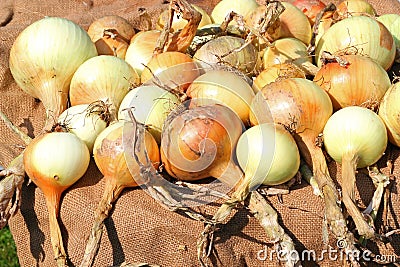 Freshly dug onions drying. Stock Photo