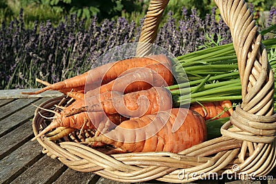 Freshly dug out carrots Stock Photo