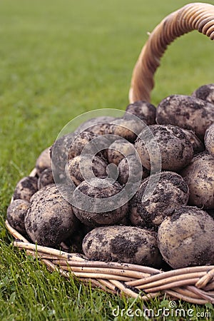 Freshly dug potatoes Stock Photo