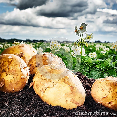 Freshly dug potatoes on agricultural field Stock Photo