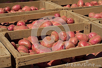 Freshly Dug Red Potatoes Stock Photo