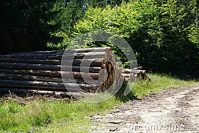 Freshly felled trees stored in the forest to dry await further processing Stock Photo