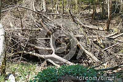 Freshly felled trees stored in the forest to dry await further processing Stock Photo