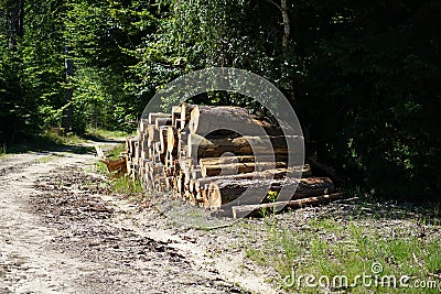 Freshly felled trees stored in the forest to dry await further processing Stock Photo