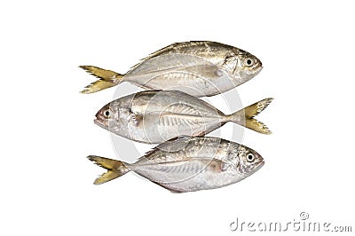 Freshly fish on white Stock Photo