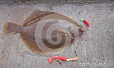 Freshly flat fish - common dab Stock Photo