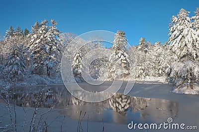 A freshly frozen forest pond surrounded by fresh snow covered pi Stock Photo