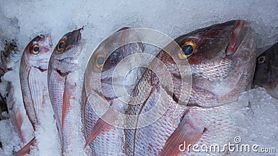 Freshly frozen red seabream at a fish market in Tenerife, Canary Islands, Spain Stock Photo