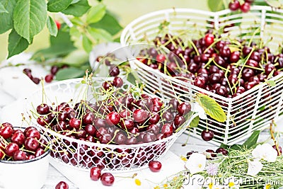 Freshly gathered juicy red cherries in white metal containers closeup , red cherries in garden on white wooden table Stock Photo