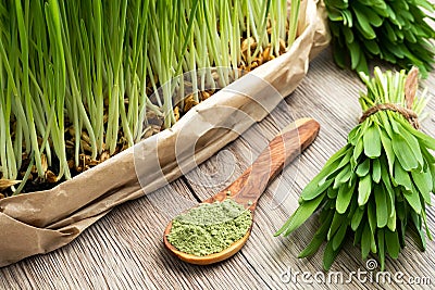 Freshly grown young barley grass with green barley grass powder Stock Photo