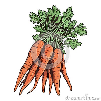 Freshly harvested carrots vegetables for eat Vector Illustration