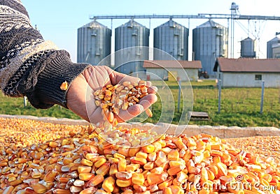 Freshly harvested corn grains Stock Photo