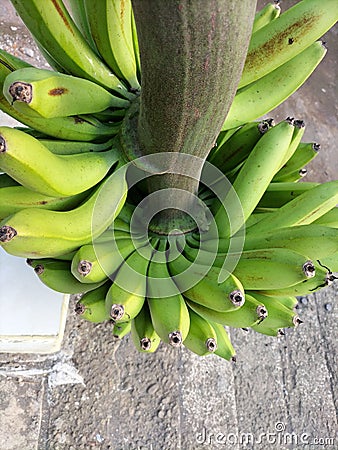 Freshly harvested local Green type bananas Stock Photo