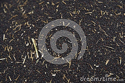 Freshly harvested oilseed rape, rapeseed, cereals. Rapeseed macro texture Stock Photo