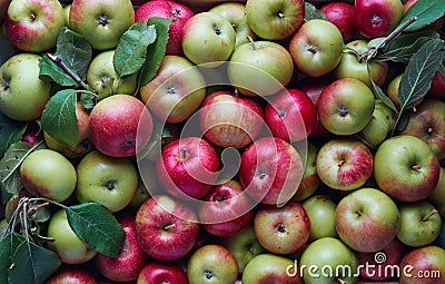 Lots of apples in a crate Stock Photo