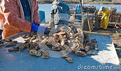 Freshly harvested oysters Stock Photo
