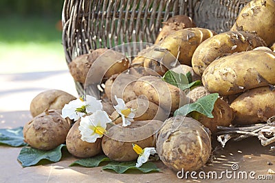 Freshly harvested potatoes Stock Photo