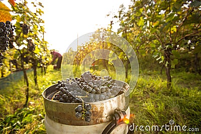 Freshly harvested red grapes in a pannier on a vineyard Stock Photo