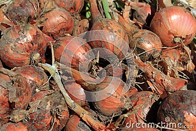 Freshly harvested shallots Stock Photo