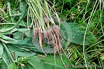 Freshly harvested young small carrots on grass background Stock Photo