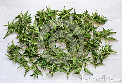 Freshly harvested young stinging nettle tips drying on the table Stock Photo