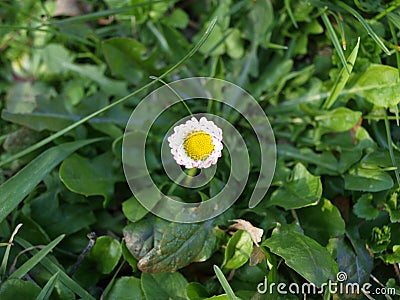 Freshly opened new daisy Stock Photo