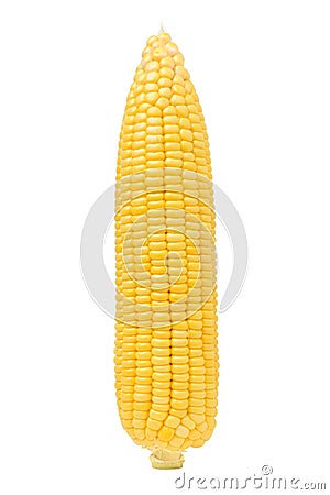 Freshly peeled sweet corn Stock Photo