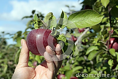 Freshly picked apple Stock Photo