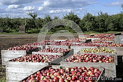 Freshly picked apples Stock Photo