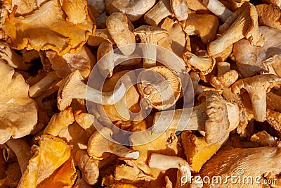 Freshly picked chanterelles - forest mushrooms Cantharellus cibarius Stock Photo